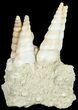 Fossil Gastropod (Haustator) Cluster - Damery, France #62507-1